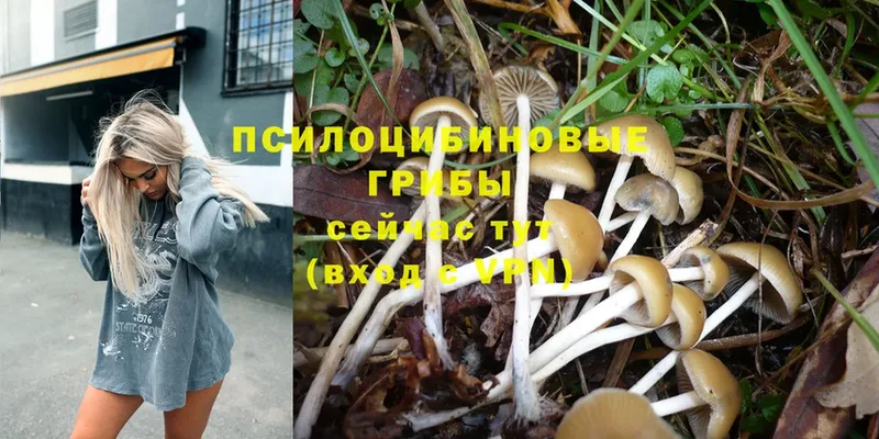 shop клад  Петровск  Галлюциногенные грибы Psilocybe 